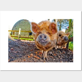 New Zealand Kunekune Pig Posters and Art